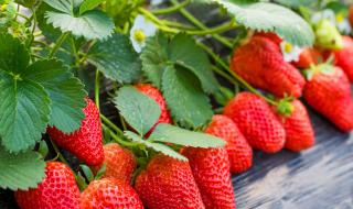 盆栽草莓种子怎么种 草莓种子怎么种